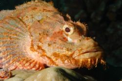 Rock Fish. Sipadan Malaysia. Nikon D100 by Carl Gennaro 
